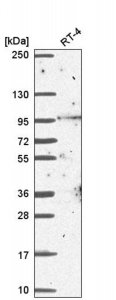 Anti-BCAS3 antibody produced in rabbit 