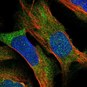 Anti-BCDIN3D antibody produced in rabbit 