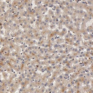 Anti-BCHE antibody produced in rabbit 