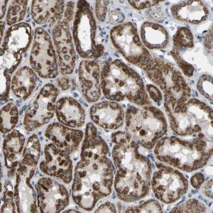 Anti-BCL10 antibody produced in rabbit 