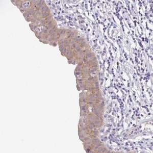 Anti-BCL2L1 antibody produced in rabbit 