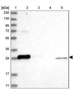 Anti-BCL2L1 antibody produced in rabbit 