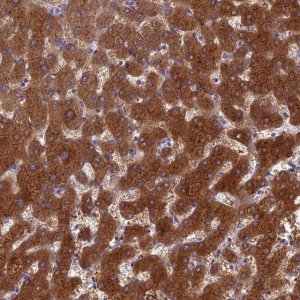 Anti-BCL2L10 antibody produced in rabbit 