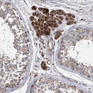 Anti-BCL2L12 antibody produced in rabbit 