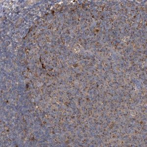 Anti-BCL2L12 antibody produced in rabbit 