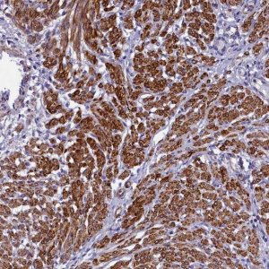 Anti-BCL2L13 antibody produced in rabbit HPA030994-100UL