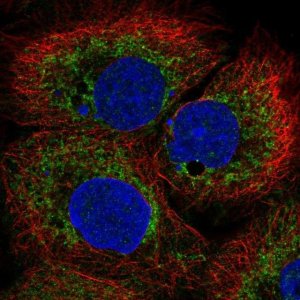 Anti-BCL2L13 antibody produced in rabbit HPA030994-100UL