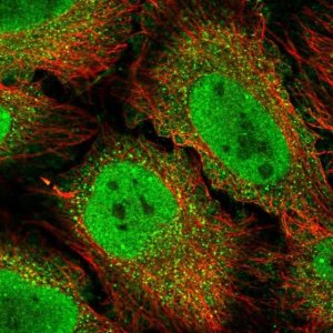 Anti-BCL3 antibody produced in rabbit 