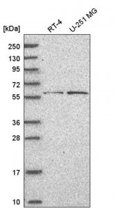 Anti-BCL6 antibody produced in rabbit 