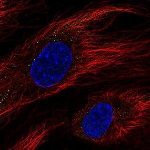 Anti-BCL6B antibody produced in rabbit 
