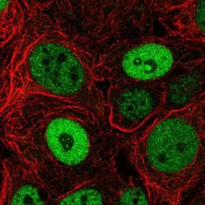 Anti-BCL9L antibody produced in rabbit 