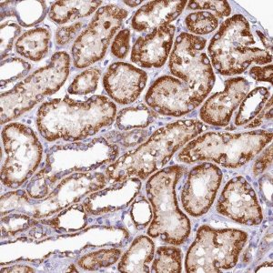 Anti-BCO2 antibody produced in rabbit 