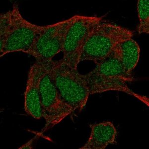 Anti-BCOR antibody produced in rabbit 