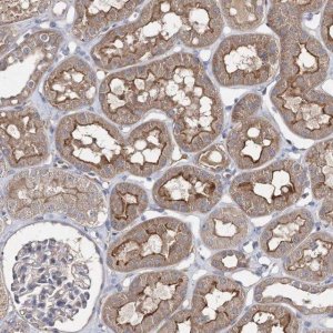 Anti-BCR antibody produced in rabbit 