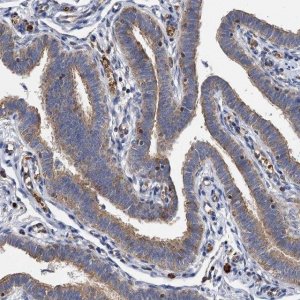 Anti-BCS1L antibody produced in rabbit 
