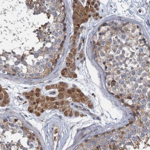 Anti-BCS1L antibody produced in rabbit 
