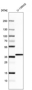 Anti-BDNF antibody produced in rabbit HPA056104-100UL