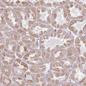 Anti-BEAN1 antibody produced in rabbit 