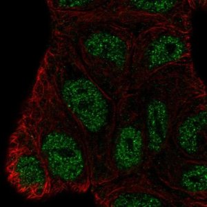 Anti-BEND3 antibody produced in rabbit 