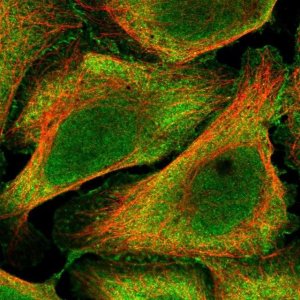Anti-BEND6 antibody produced in rabbit 