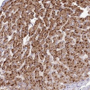 Anti-BEND7 antibody produced in rabbit 
