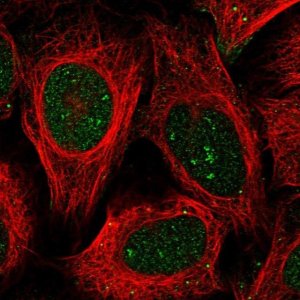 Anti-BEND7 antibody produced in rabbit 