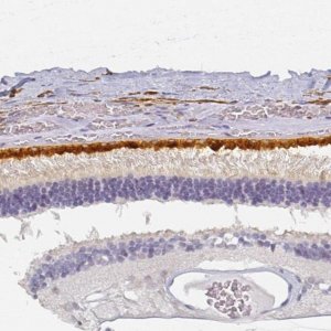 Anti-BEST1 antibody produced in rabbit 