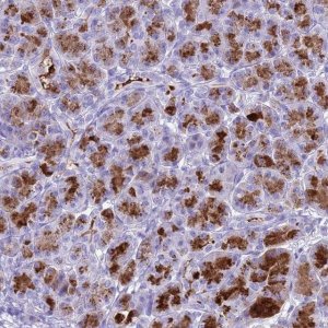 Anti-BEST2 antibody produced in rabbit 