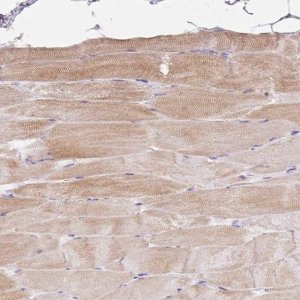 Anti-BEST3 antibody produced in rabbit 