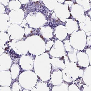 Anti-BEST4 antibody produced in rabbit 
