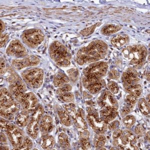 Anti-BET1L antibody produced in rabbit 