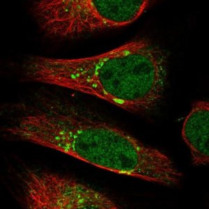 Anti-BET1L antibody produced in rabbit 