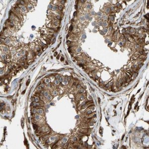 Anti-BEX3 antibody produced in rabbit 