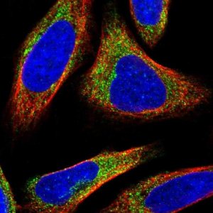 Anti-BEX3 antibody produced in rabbit 