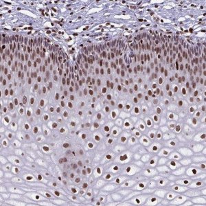 Anti-BHLHA9 antibody produced in rabbit 
