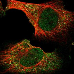 Anti-BHLHB9 antibody produced in rabbit 