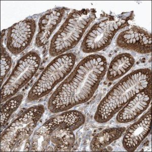 Anti-BHLHE40 antibody produced in rabbit HPA028921-100UL