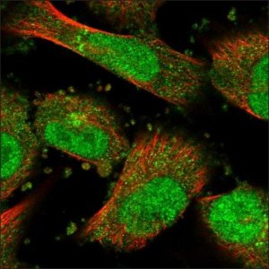 Anti-BHLHE40 antibody produced in rabbit HPA028921-100UL