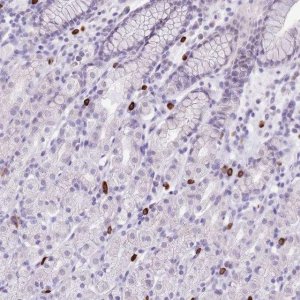 Anti-BHMG1 antibody produced in rabbit 