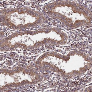 Anti-BICD1 antibody produced in rabbit 