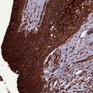 Anti-BICDL2 antibody produced in rabbit 
