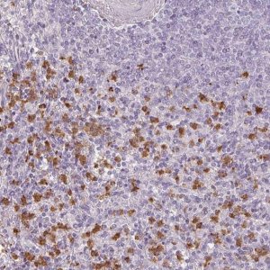 Anti-BIK antibody produced in rabbit 