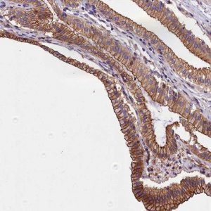 Anti-BLACE antibody produced in rabbit 