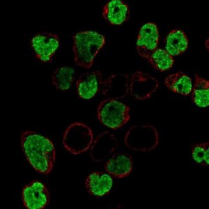 Anti-BLK antibody produced in rabbit 
