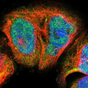 Anti-BLM antibody produced in rabbit 