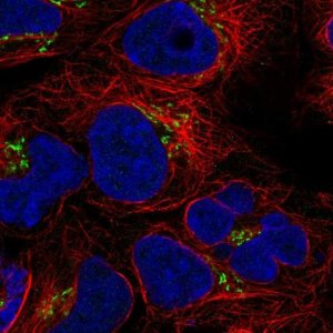 Anti-BLOC1S3 antibody produced in rabbit 