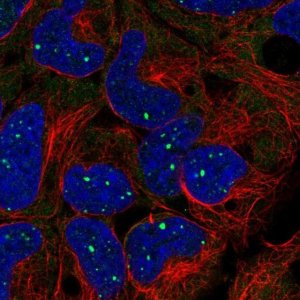 Anti-BMI1 antibody produced in rabbit 