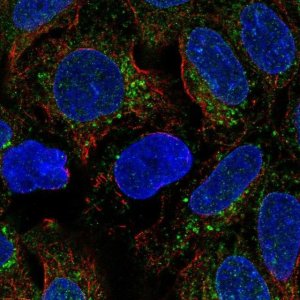 Anti-BMP2 antibody produced in rabbit 