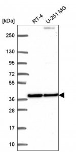 Anti-BMP2 antibody produced in rabbit 