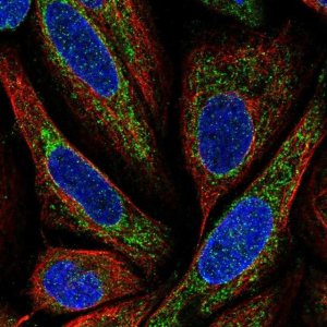 Anti-BMP6 antibody produced in rabbit 